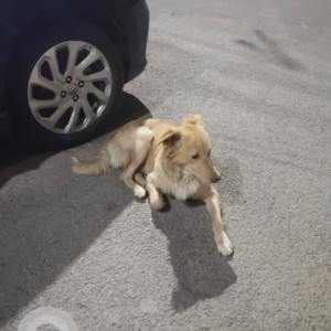 Found: White-Brown Mix Male Indie Dog from Calvary Church Vikaspuri-4