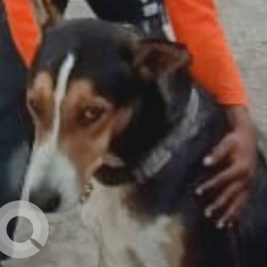 Missing: Black and White Male Indie Dog from Sea coast phase 3 and phase 1 Killa Goan Belapur-2