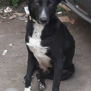 Missing: Black and White Male Indie Dog from Palash society gate in Wakad-2