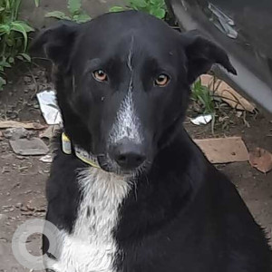 Missing: Black and White Male Indie Dog from Palash society gate in Wakad