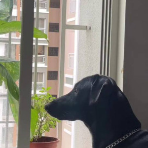 Missing: Black Male Indie Dog from Katraj Tunnel area