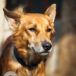 A Black and Brown Indie Dog Missing from Ward 104 Kondapur, Hyderabad