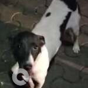 Missing: Black and White Female Indie Dog from Sion