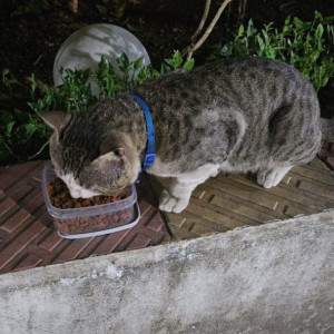 Found: White-Brown Mix Male Indie Cat from Kandivali west, Mumbai-2