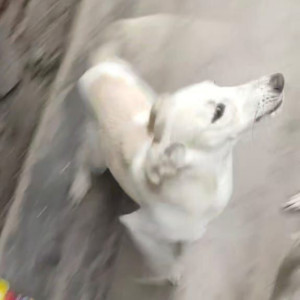 Missing: White Female Indie Dog from Surajkund