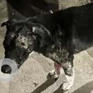 Found: Black and White Male Indie Dog from QU block, Pitampura, Delhi