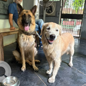 A Brown German Shepherd and Indie Dog Found from Fatima Nagar, Pune