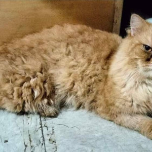 Found: Orange Male Persian Cat from Arey Colony, Goregaon-3