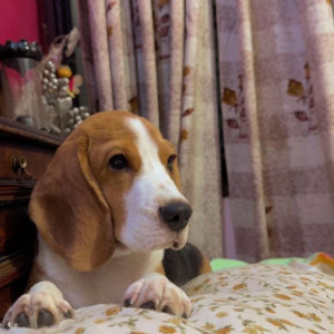 A White-Brown Mix Beagle Dog Missing from Jaitpur, New Delhi