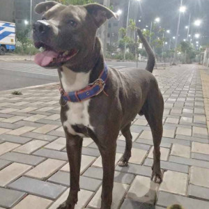 A Brown Indie Dog Missing from Moshi, Pimpri Chinchwad