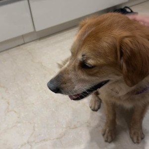 Found: Brown Male Golden Retriever Dog from JW Marriott Chowk-2