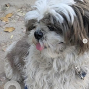 Found: White-Brown Mix Female Shih Tzu Dog from HSR Layout near Agara Flyover-2