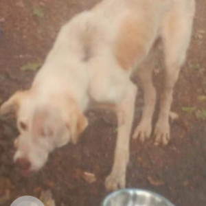 A White-Brown Mix Indie Dog Found from 