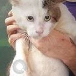 Missing: White Female Indie Cat from Saint Peters Colony near noble plus chemist, Turner Road, Bandra west-2