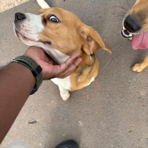 A White-Brown Mix Beagle Dog Found from Porvorim, Porvorim-2