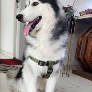 Found: Black and White Male Husky Dog from Ramachandra nagar, Luiswadi (Thane w)-2