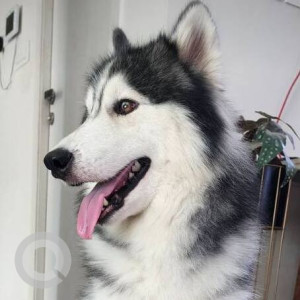 Found: Black and White Male Husky Dog from Ramachandra nagar, Luiswadi (Thane w)