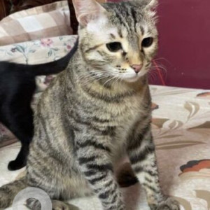A Grey-White Mix Indie Cat Missing from Bhajanpura, New Delhi