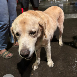 A White-Brown Mix Indie Dog Found from Mandalay Lines, Pune