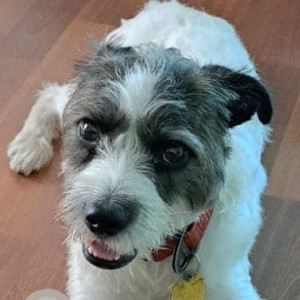 Missing: White Male Jack Russell mix rat terrior Dog from Jayanagar 2nd block, 12th cross, 7th main-2