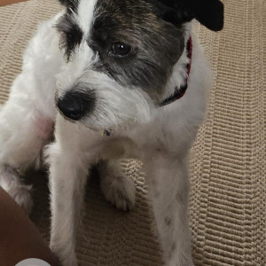 Missing: White Male Jack Russell mix rat terrior Dog from Jayanagar 2nd block, 12th cross, 7th main-3