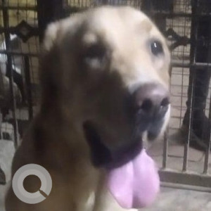 Found: White Male Labrador Dog from Tharapakkam area near kovur