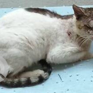 Missing: White and Grey Male Indie Cat from Regent Galaxy, Jankalyan, Malad West-2