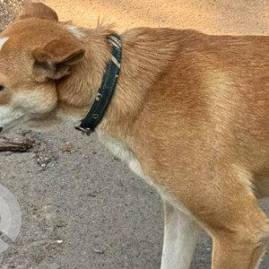 A White-Brown Mix Indie Dog Missing from Jubilee Hills, Hyderabad-2