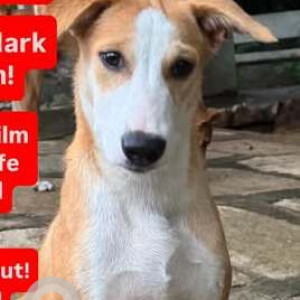 A White-Brown Mix Indie Dog Missing from Giani Zail Singh Nagar, Hyderabad