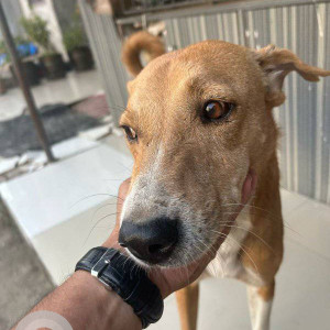 Missing: White-Brown Mix Male Indie Dog from Khanda Colony, Panvel-2