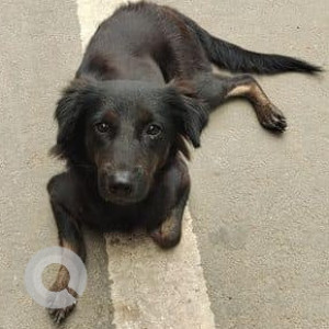 Found: Black Female Indie Dog from Kengeri Upanagara