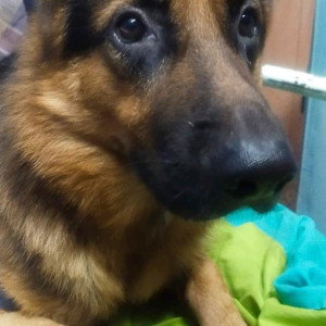 A Black and Brown German Shepherd Dog Missing from Choolaimedu, Chennai-2