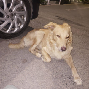 Found: White-Brown Mix Male Indie Dog from Calvary Church Vikaspuri
