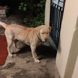 Found: Brown Male Labrador Dog from Voltas colony, Nanganallur-2