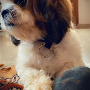 Missing: White-Brown Mix Male Shih Tzu Dog from Canara Bank Isro Layout, Bangalore-2
