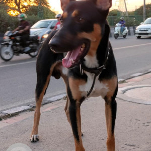 Missing: Black and Brown Male Indie mix Dog from Noida, Pari Chowk-2