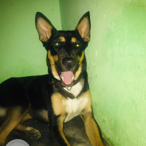 Missing: Black and Brown Male Indie mix Dog from Noida, Pari Chowk