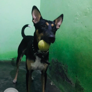 Missing: Black and Brown Male Indie mix Dog from Noida, Pari Chowk-3