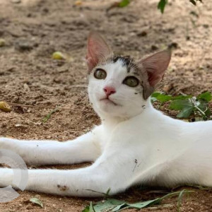 Missing: White and Grey Female Indie Cat from Maharishi teacher's colony, Vaanagaram