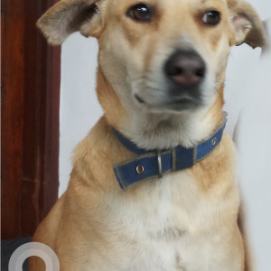 White-Brown Mix Female Indie Dog is Missing from Meerut, B.I Lines, Meerut Cantt