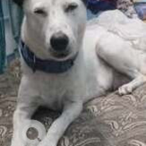 Missing: Black and White Female Indie Dog from Kurunthencode-2