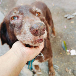 A Brown Indie Dog Missing from Mira Road East, Thane-4