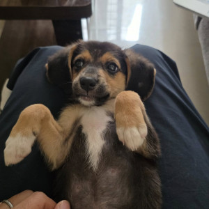 A Black and Brown Indie Dog Found from Wakad gaav, Pimpri Chinchwad-2