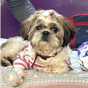 A White-Brown Mix Shih Tzu Dog Missing from Ward 111 Bharati Nagar, Hyderabad