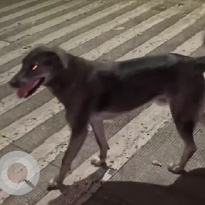 A White and Grey Indie Dog Found from ICS Colony, Pune
