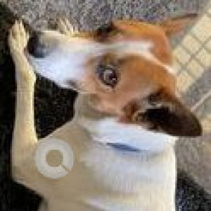 Missing: White-Brown Mix Female Indie Dog from Anna Nagar, Coimbatore