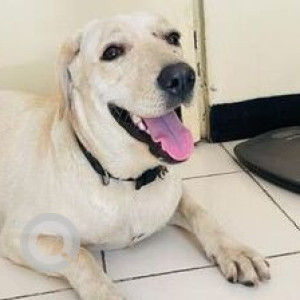 Found: White Female Labrador mix Dog from Zensar, kharadi