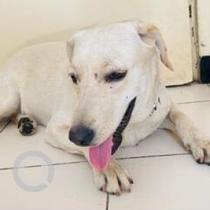 Found: White Female Labrador mix Dog from Zensar, kharadi-2