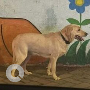 Found: White Female Labrador mix Dog from Zensar, kharadi-3