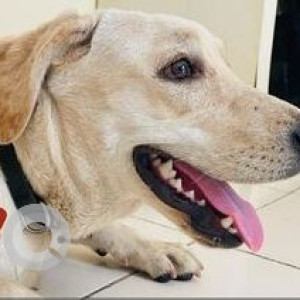 Found: White Female Labrador mix Dog from Zensar, kharadi-4